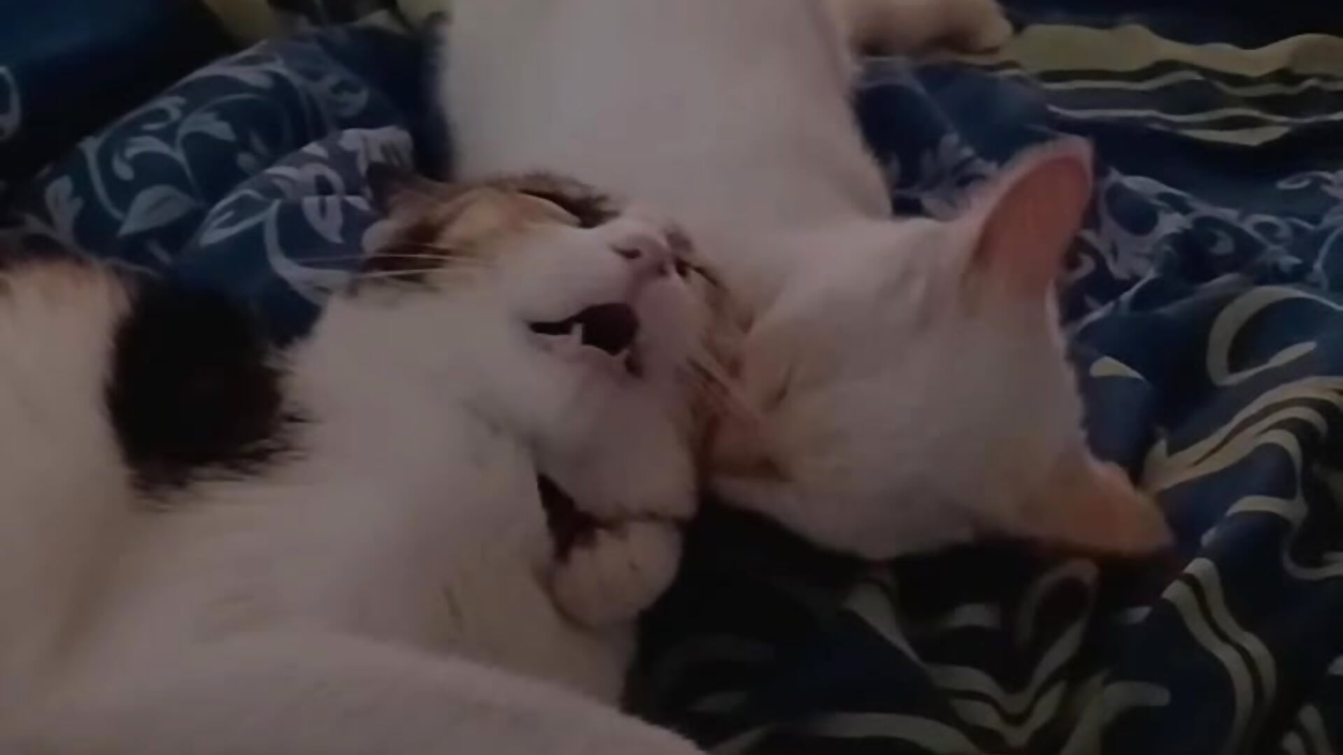 My lovely cats❤️🐈❤️ – video af Piafisher_2 cam-model