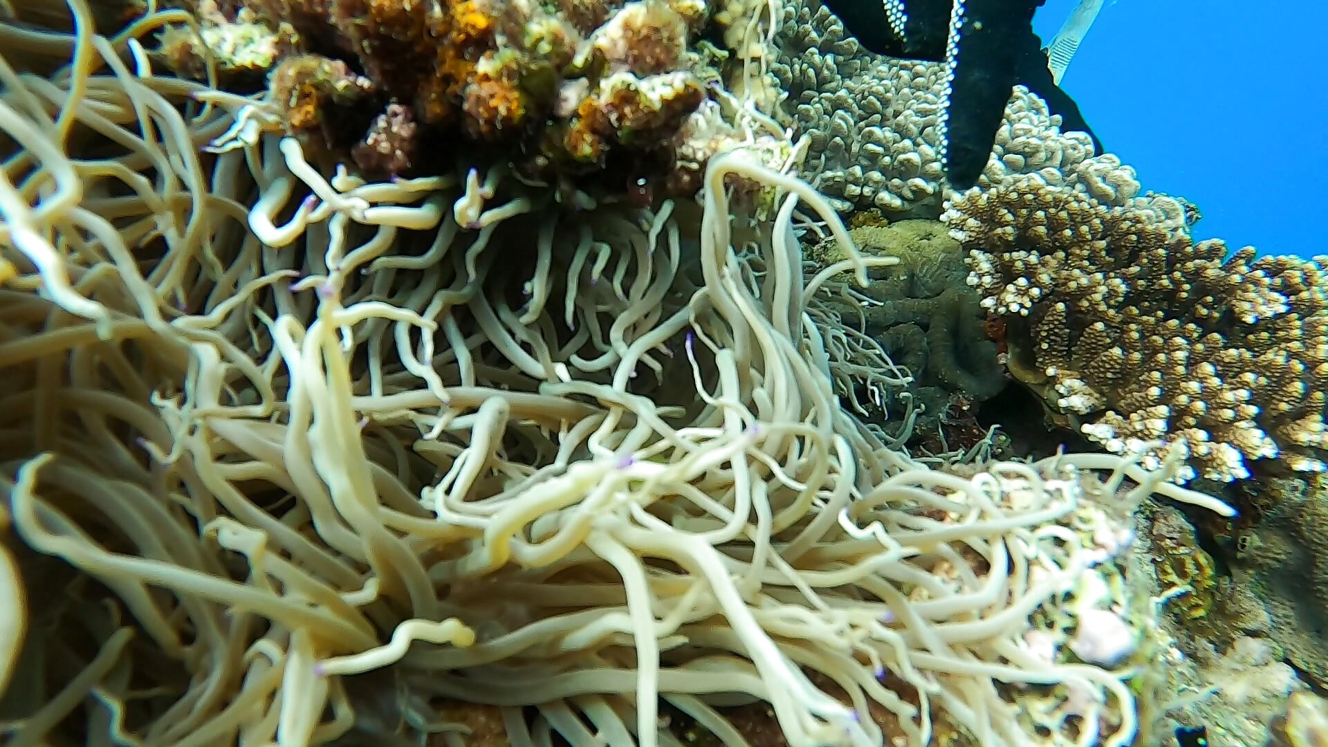 GH016432 - ena_01 캠 모델의 동영상