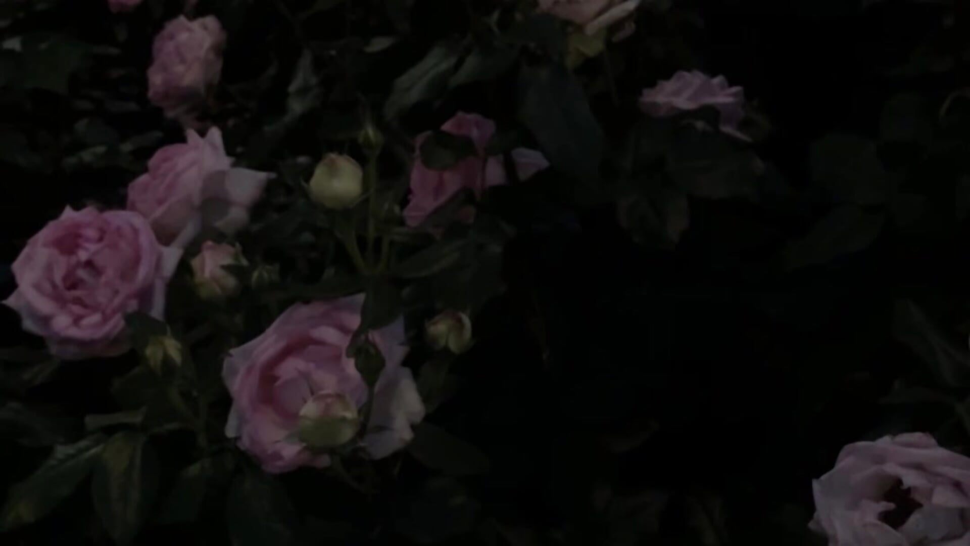 IMG_6233 - video oleh model kamera tsubaki_kyung