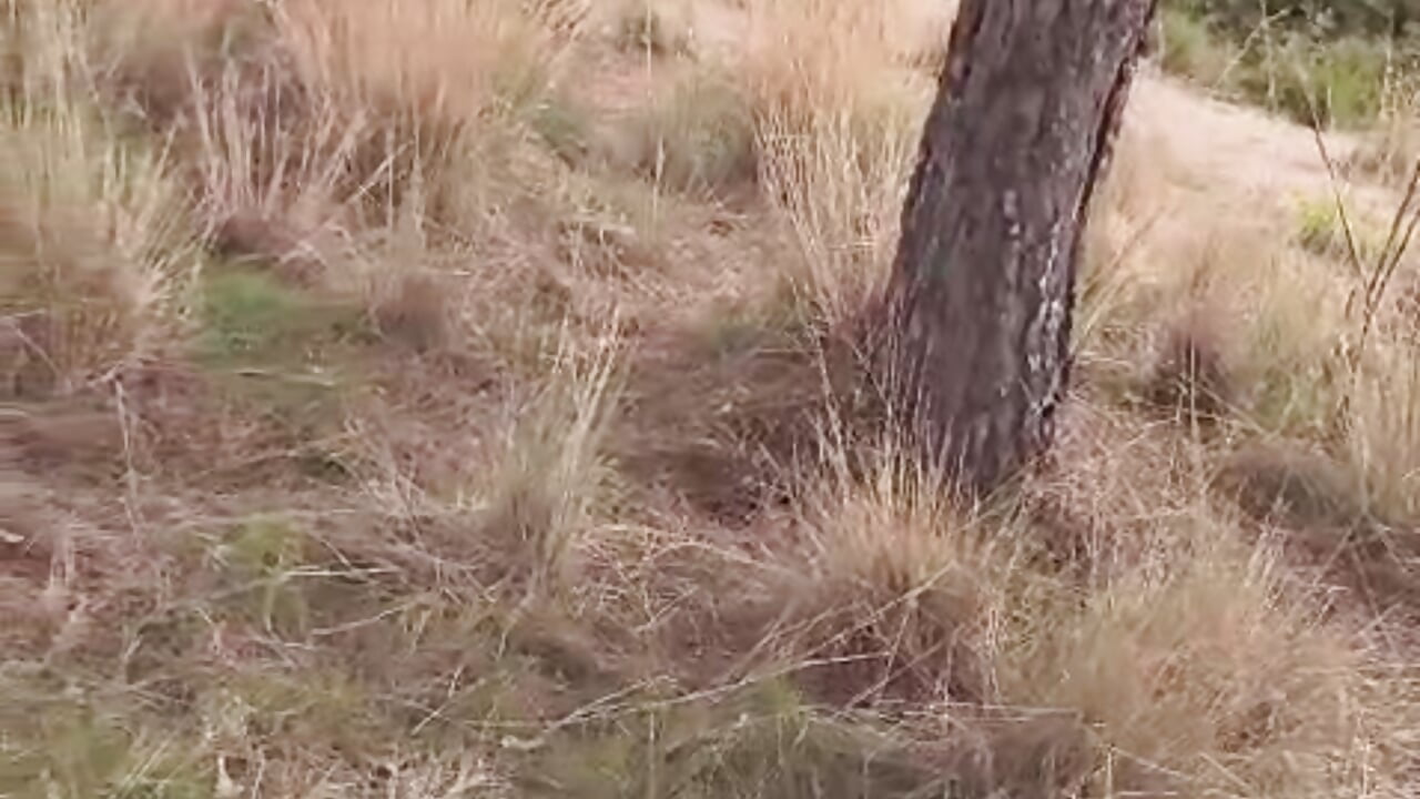 Paseo muy entretenido - video by ROOSS_TATTOO cam model