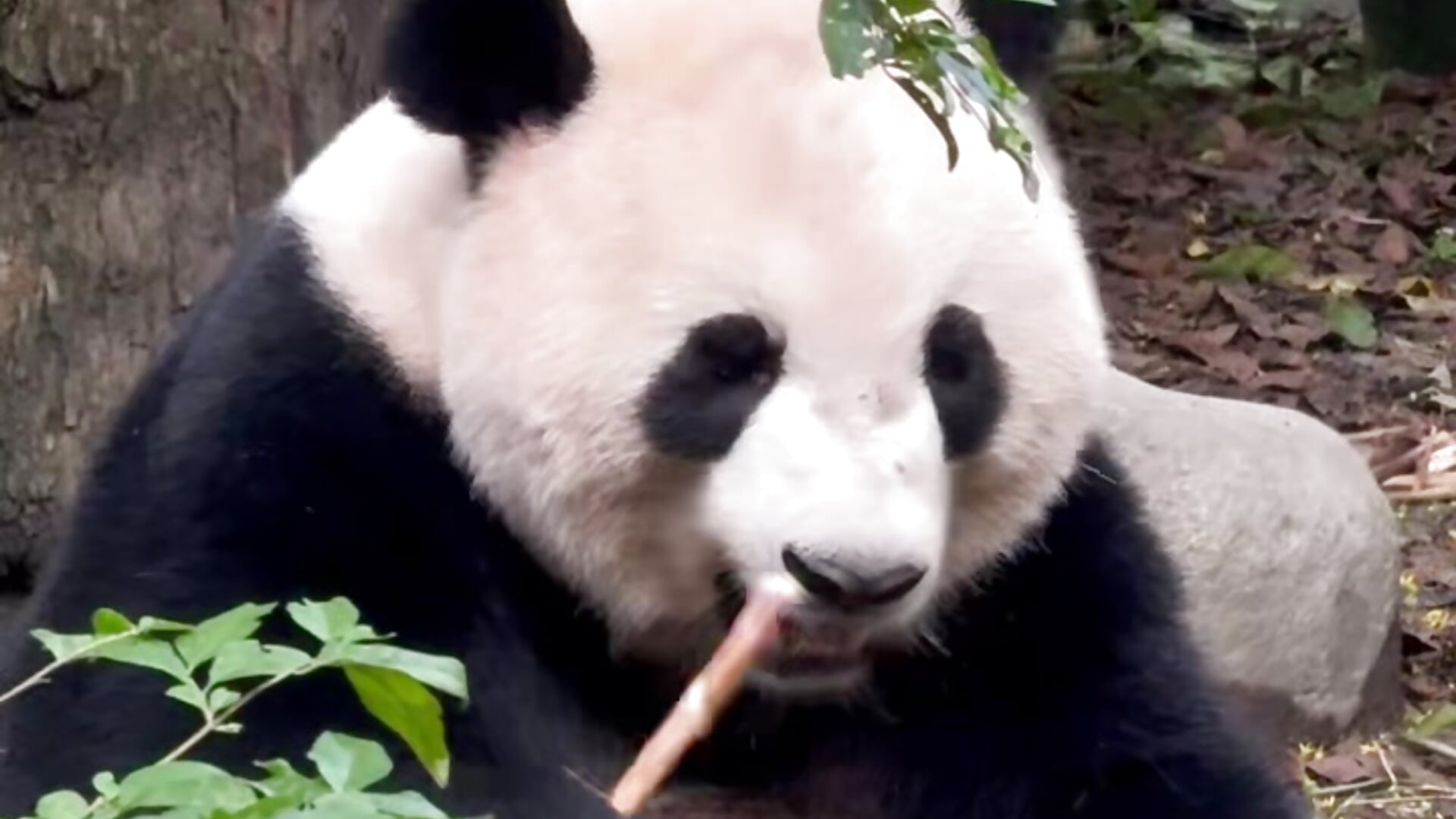 直播故事系列：《说走就走🐼旅行》2026年·九月10日 — filmik LongLongQueen, modela(-lki) na kamerkach