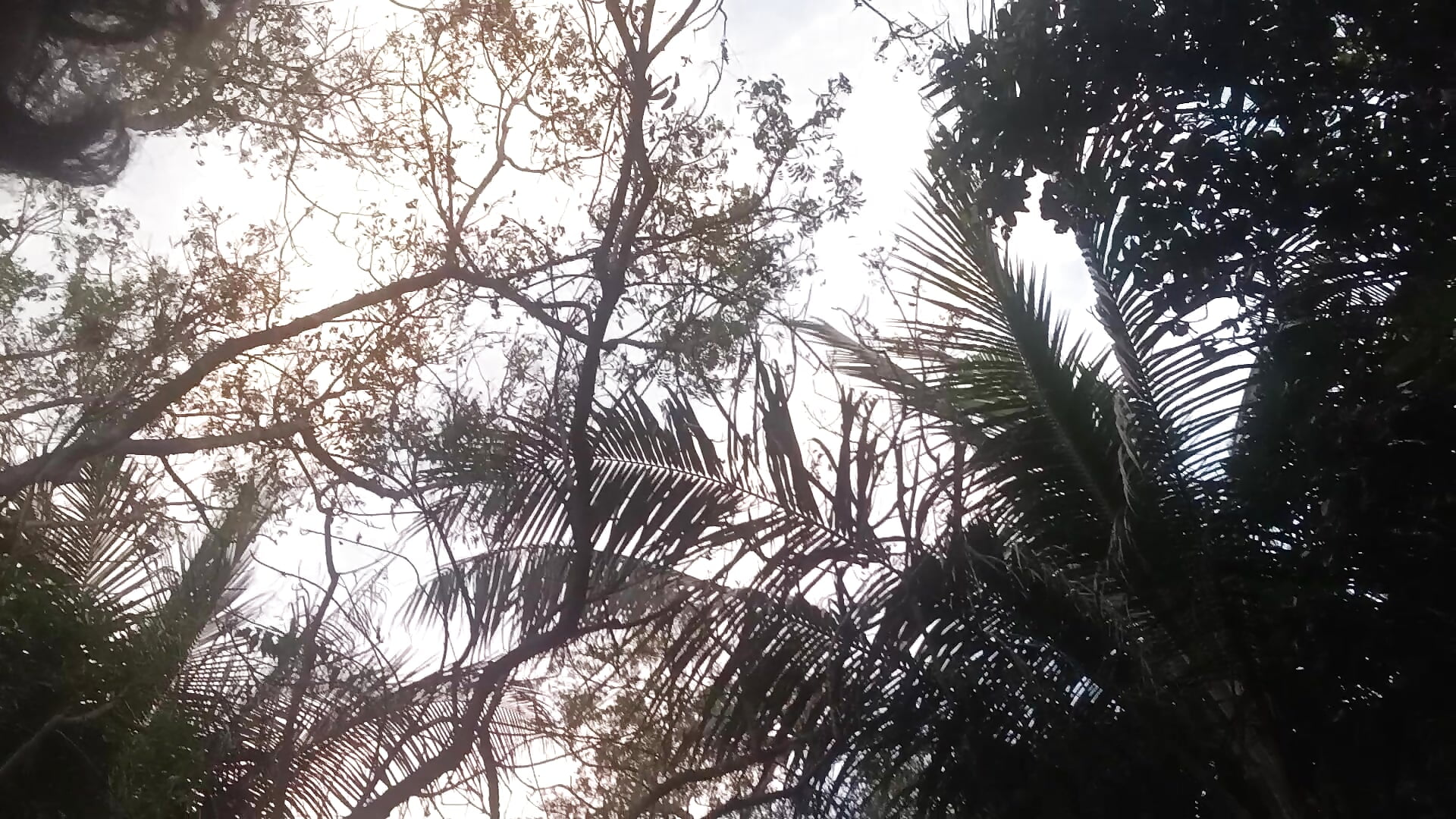 shanu2002 - kameramalli trendaava video 3098