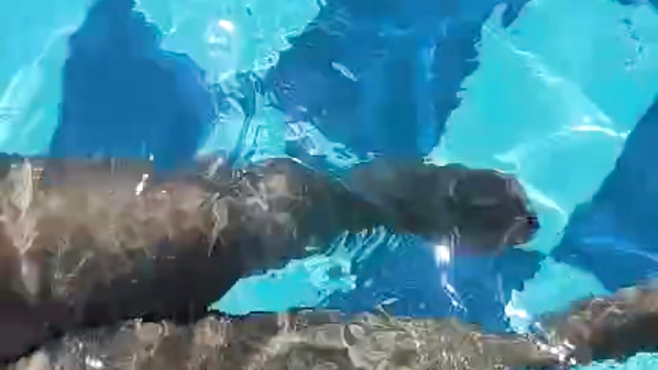 FEET at the pool - відео від вебкаммоделі SALAMANDRA_FRANCO
