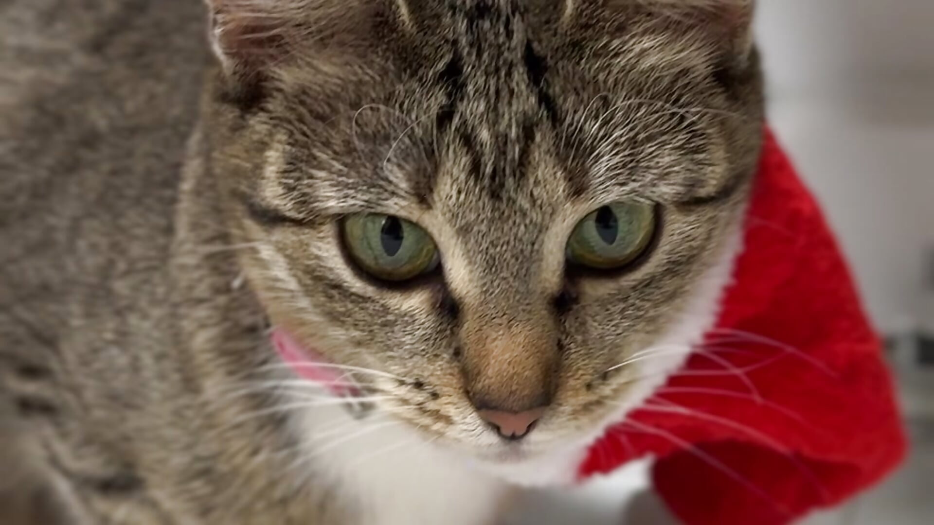 New year 2026 with my cats❤️ - video NatalForsy kameramallilta