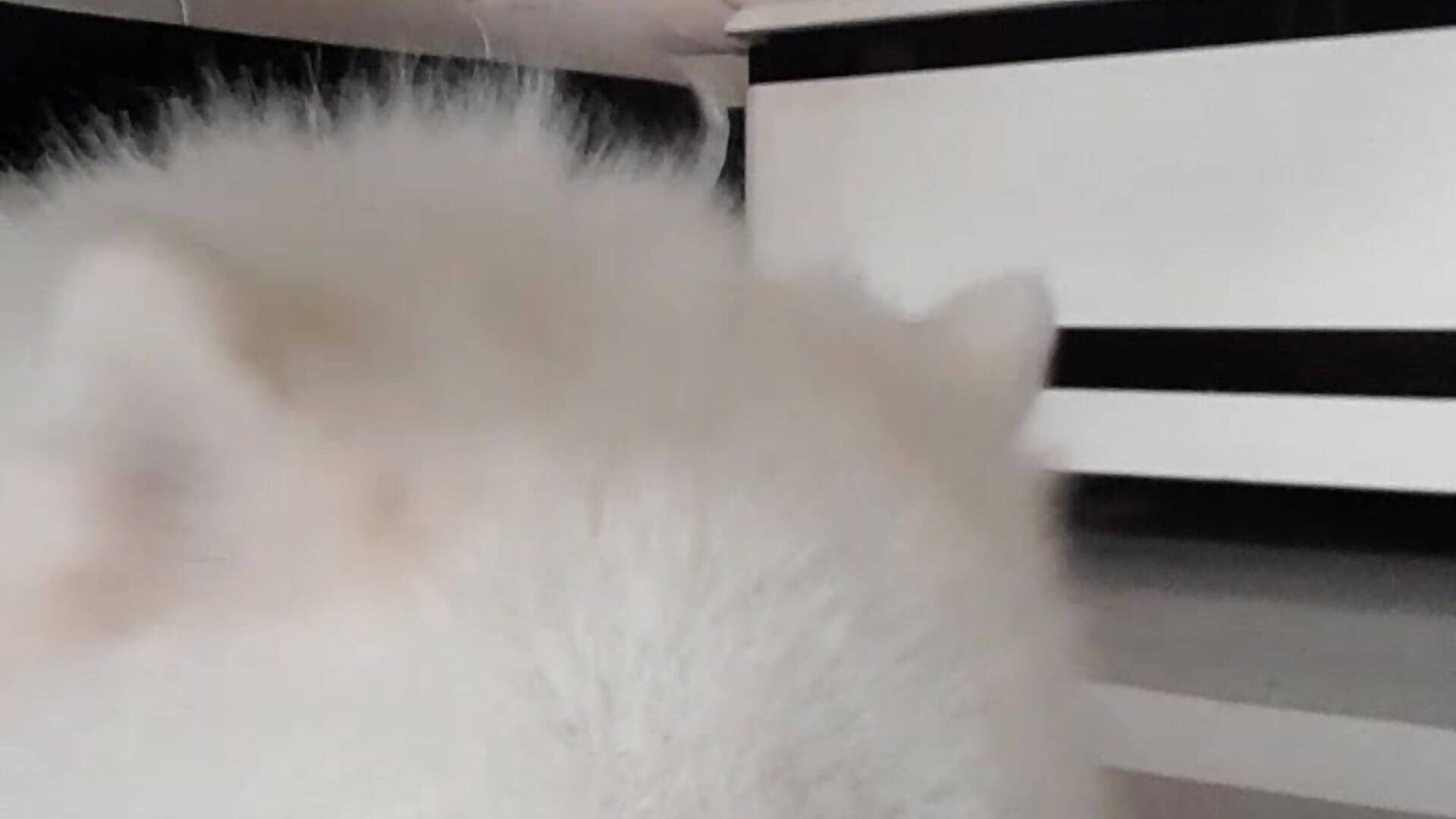 Cute - Saein11主播的视频