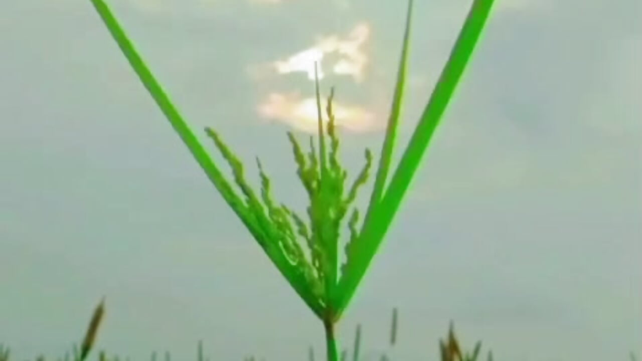 🌹 – video od webkamerové modelky your-Isha