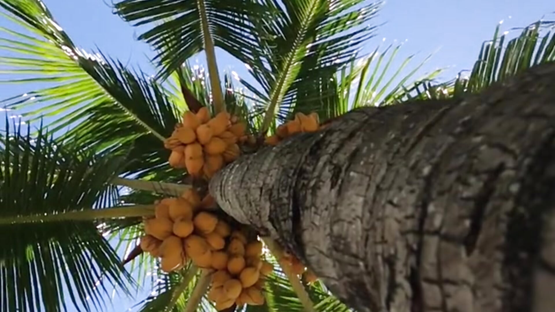 💚 - video by DomiXnika cam model