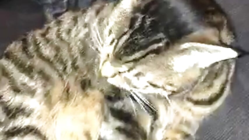 sexypinkcouple - Cam Modell populära videor 6341