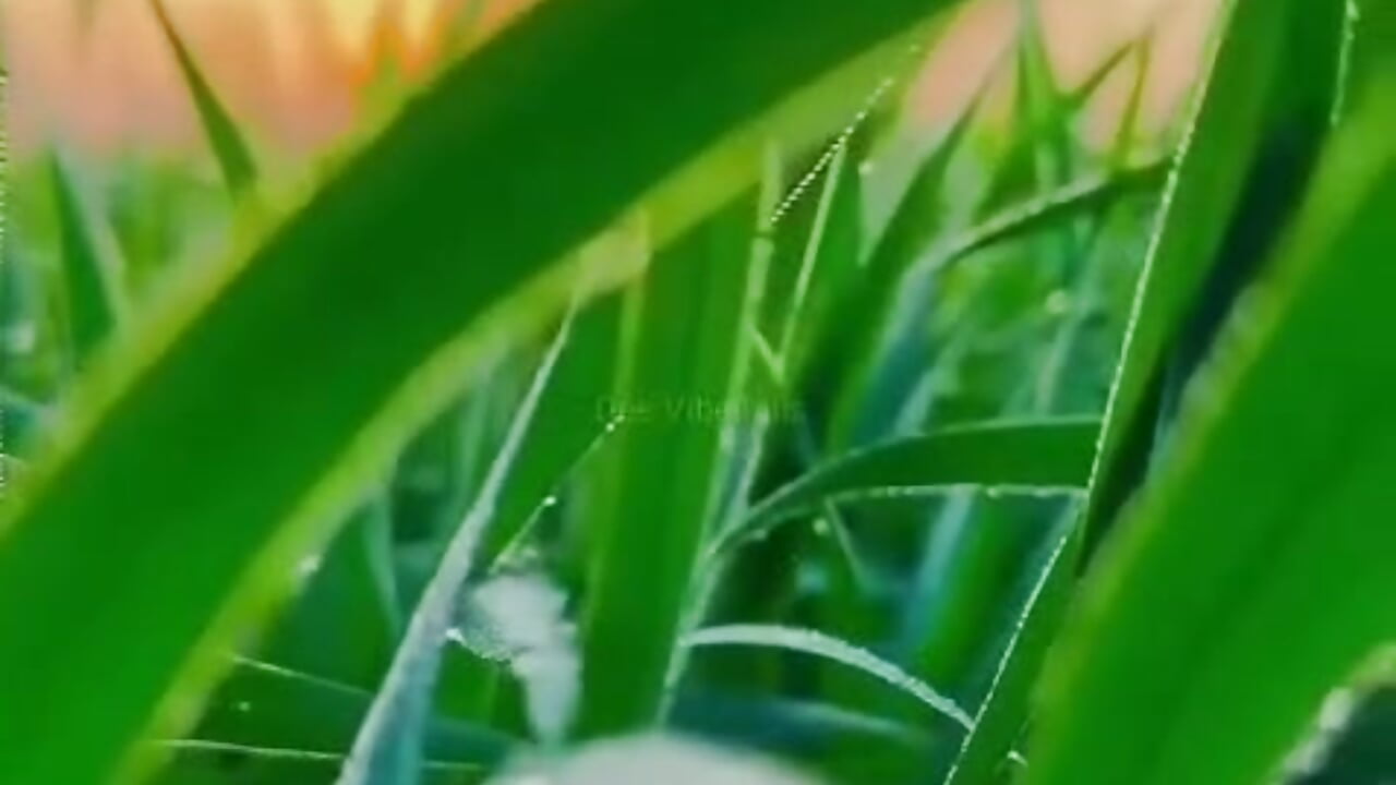 🌹 - video av sweeet-Doll cam-modell