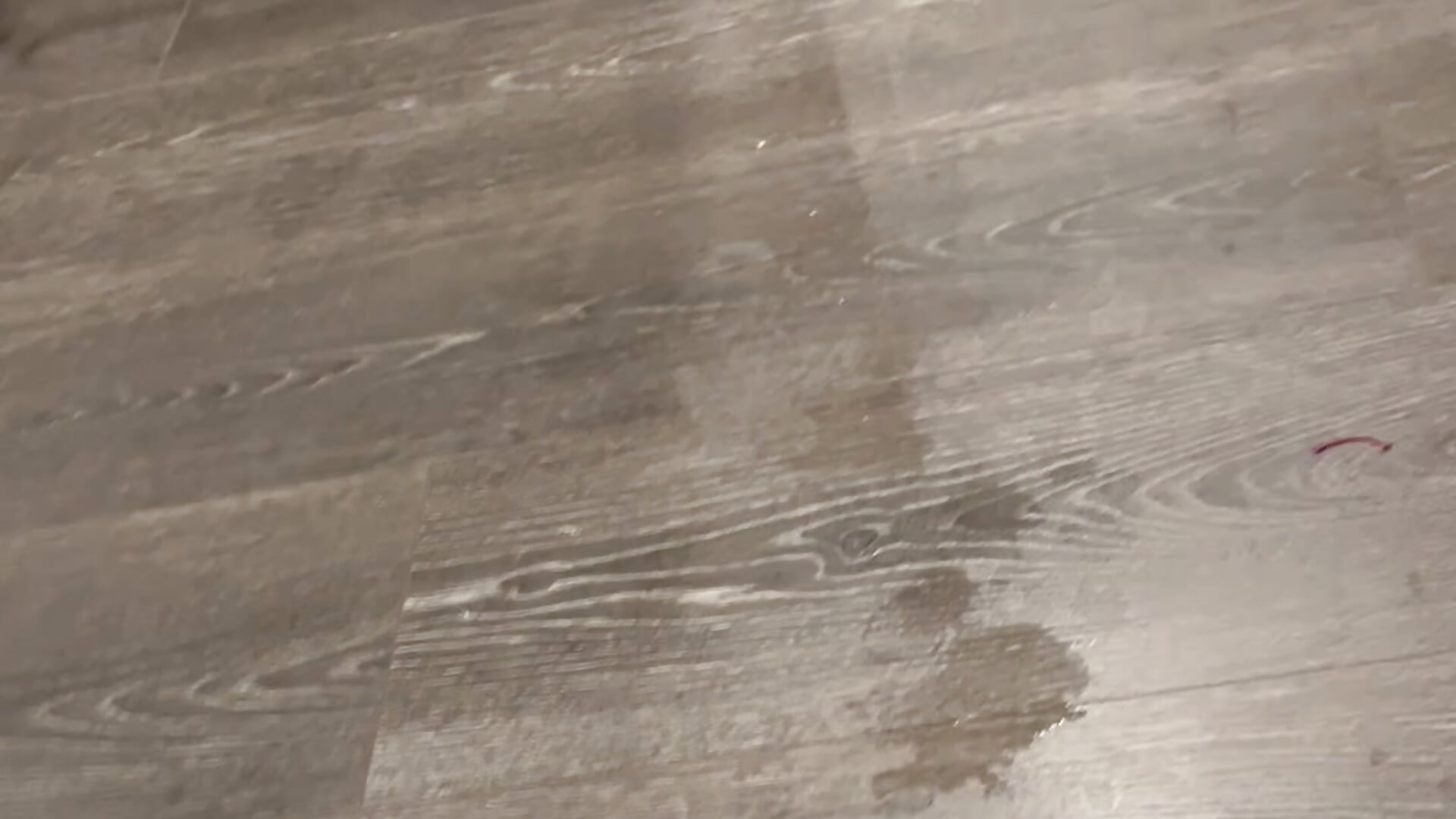 Morning squirt show in the kitchen. Round three aftermath. After two prior cleanings!