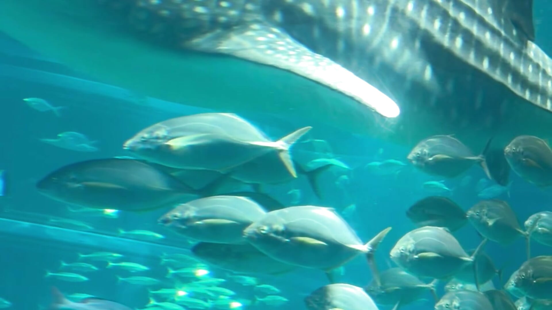 水族館 - Vídeo de souitirou20, modelo de vídeos