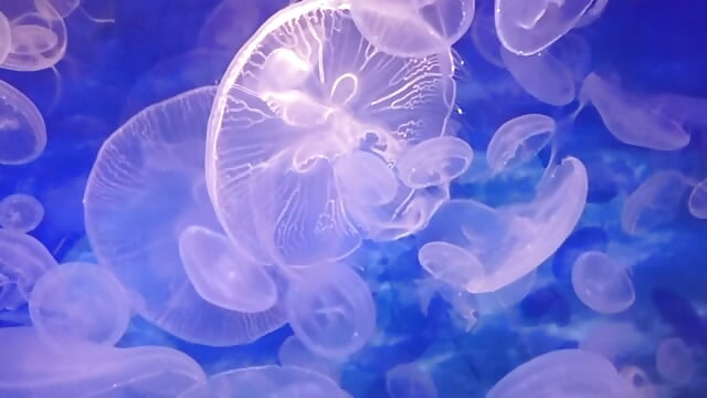 video_610148433349050590-TWRECIRi – video af mini_mini_