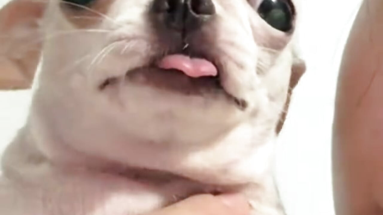 Kinda me!! 😜😜🤑 (that dog) - video oleh zizlingbootybump kamera model