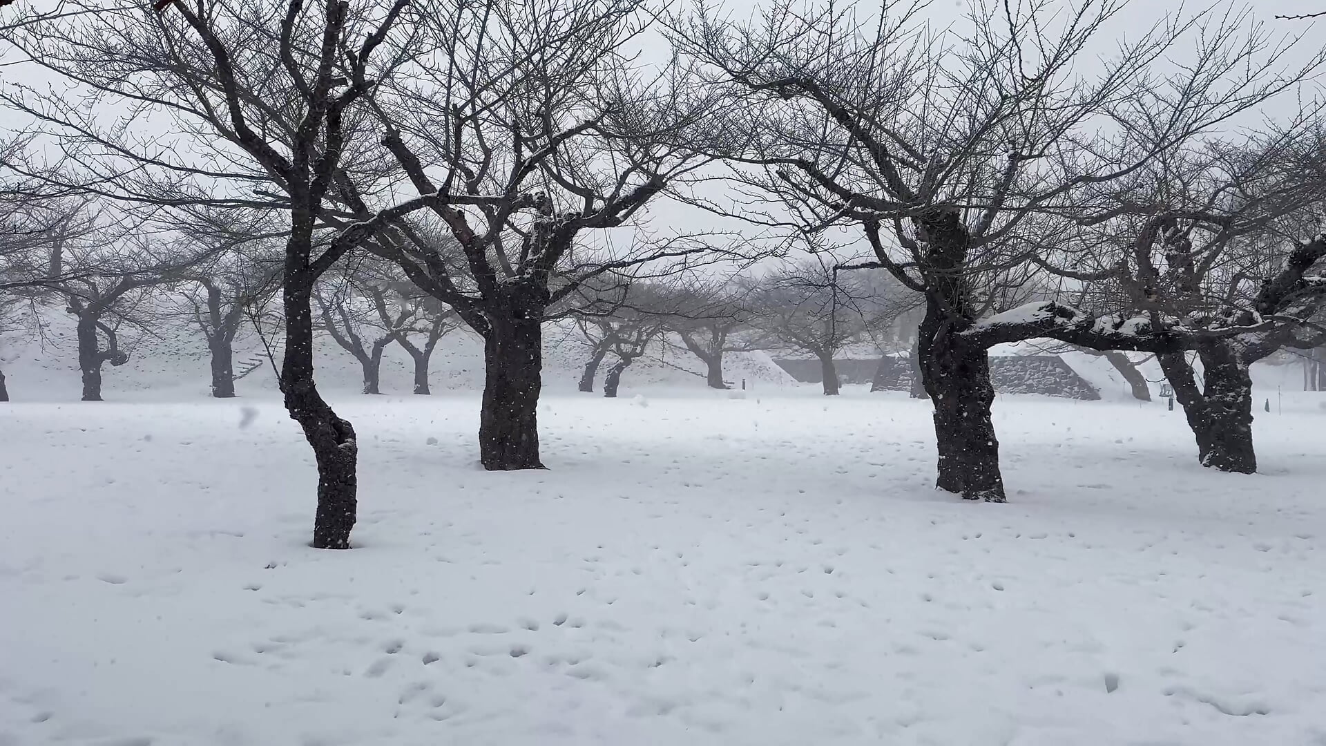 sheling: Vídeo de Modelo Webcam en Tendencia 6885