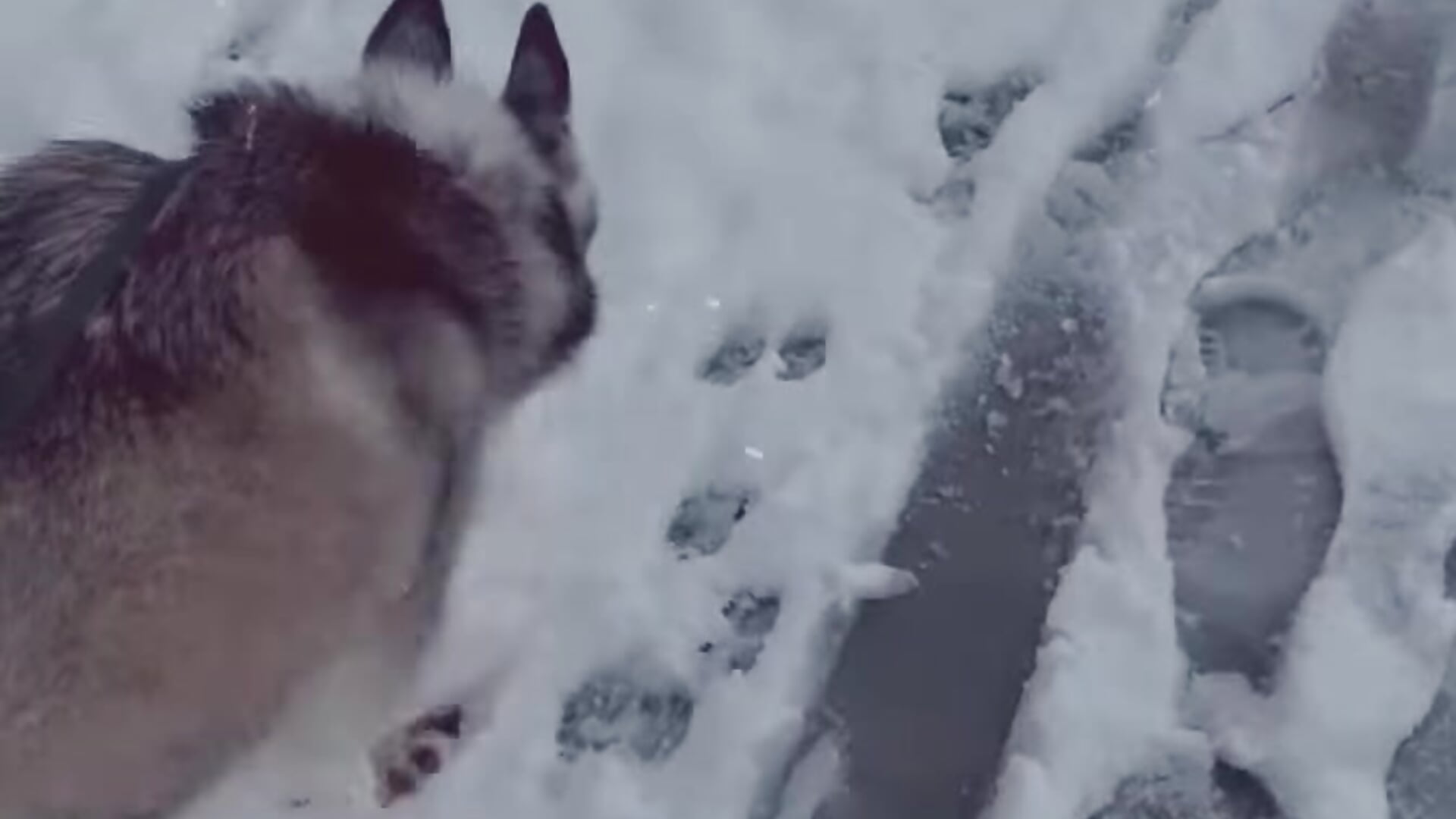 Luna's First Snow 11/8/22 Age 3 - วิดีโอโดย idkletsavoideverything โมเดลแคม