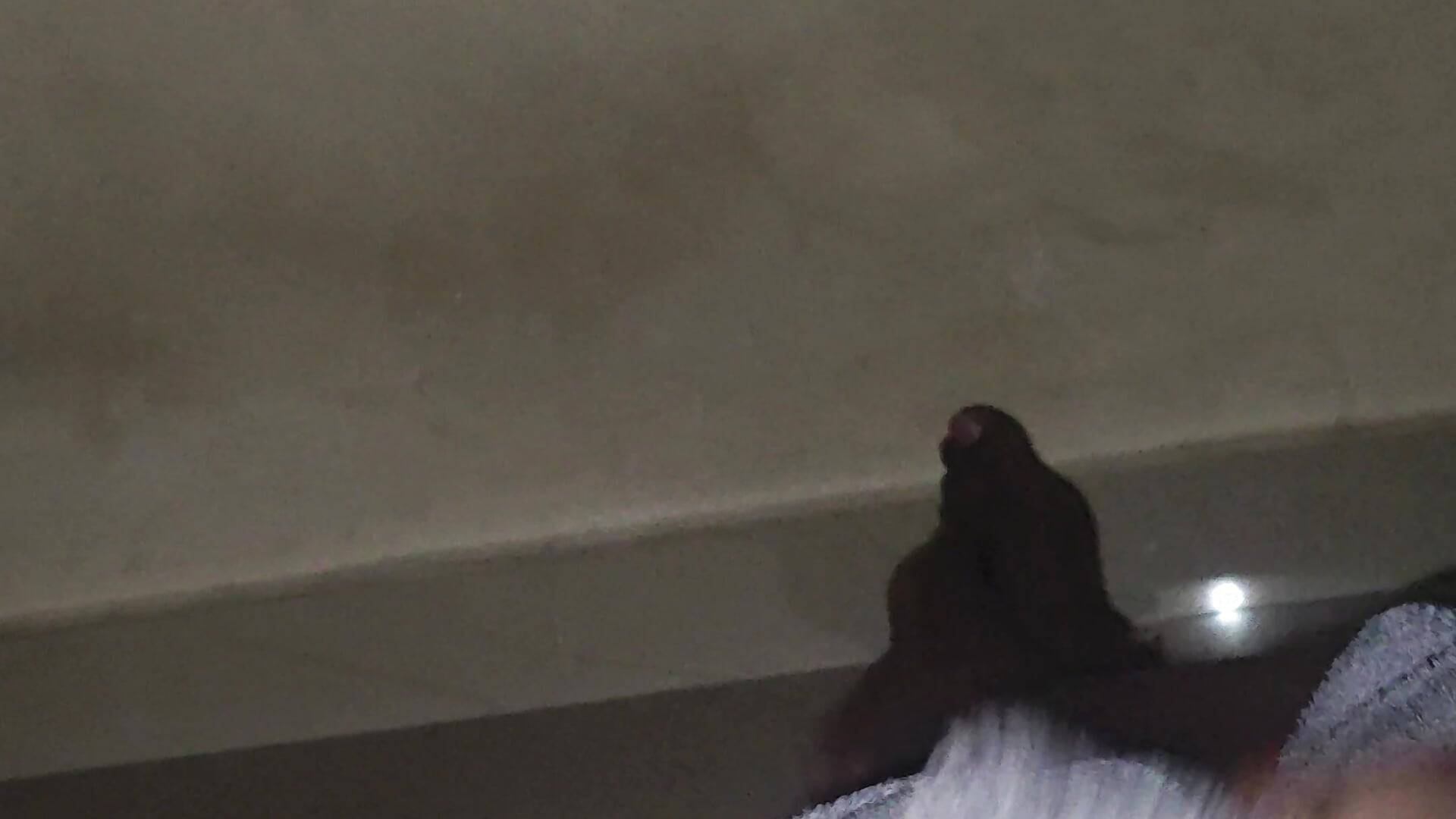 1000156379.mp4 - ajii_ass_pussy_eater adlı kamera modelinin videosu