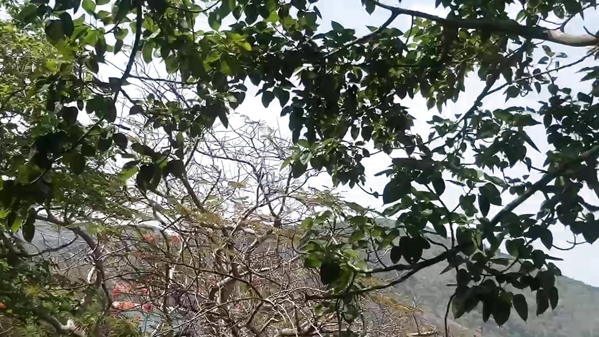 IMG_2506 - відео від вебкаммоделі HelenHiss