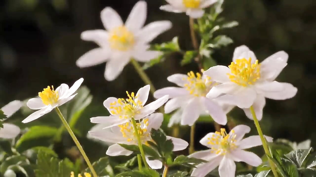 ❤️I love this nature ❤️ - video your-vani kameramallilta