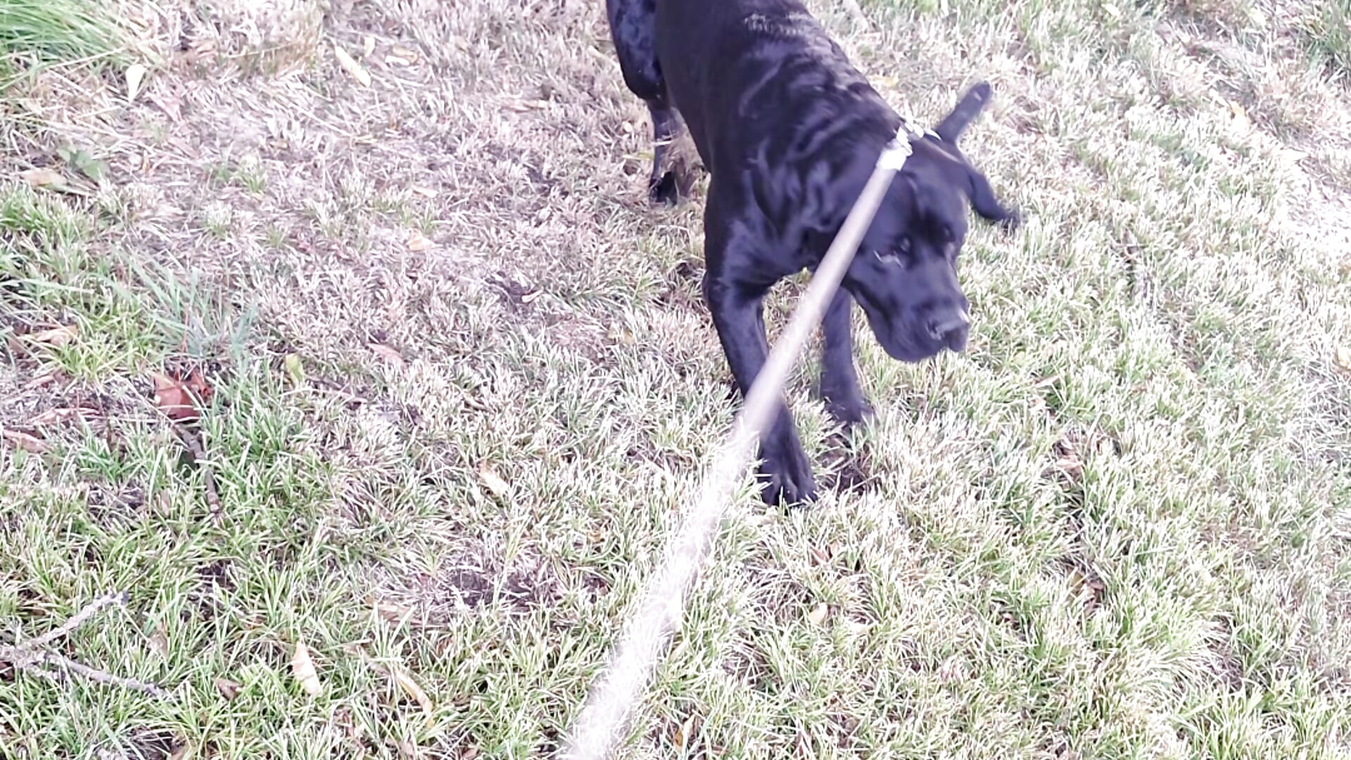 Ich bin so gerne in der natur - vidéo du modèle de showcams KingaCookies