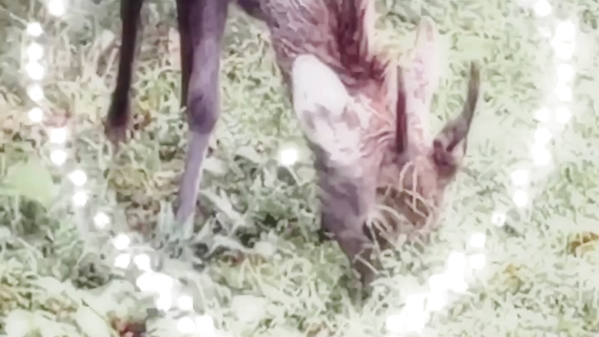 野生♡ – video af u_ramu cam-model