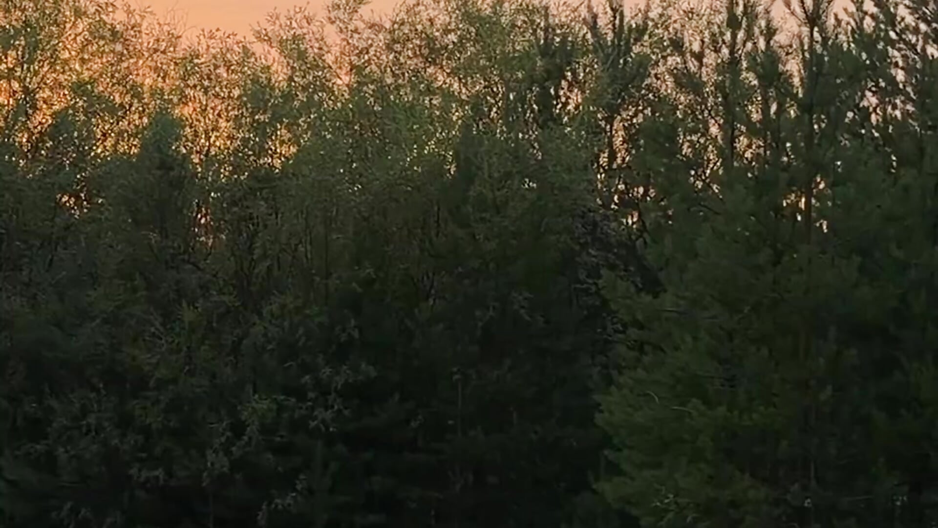 Little hunter 🌝 - Touch_And_Run主播的视频