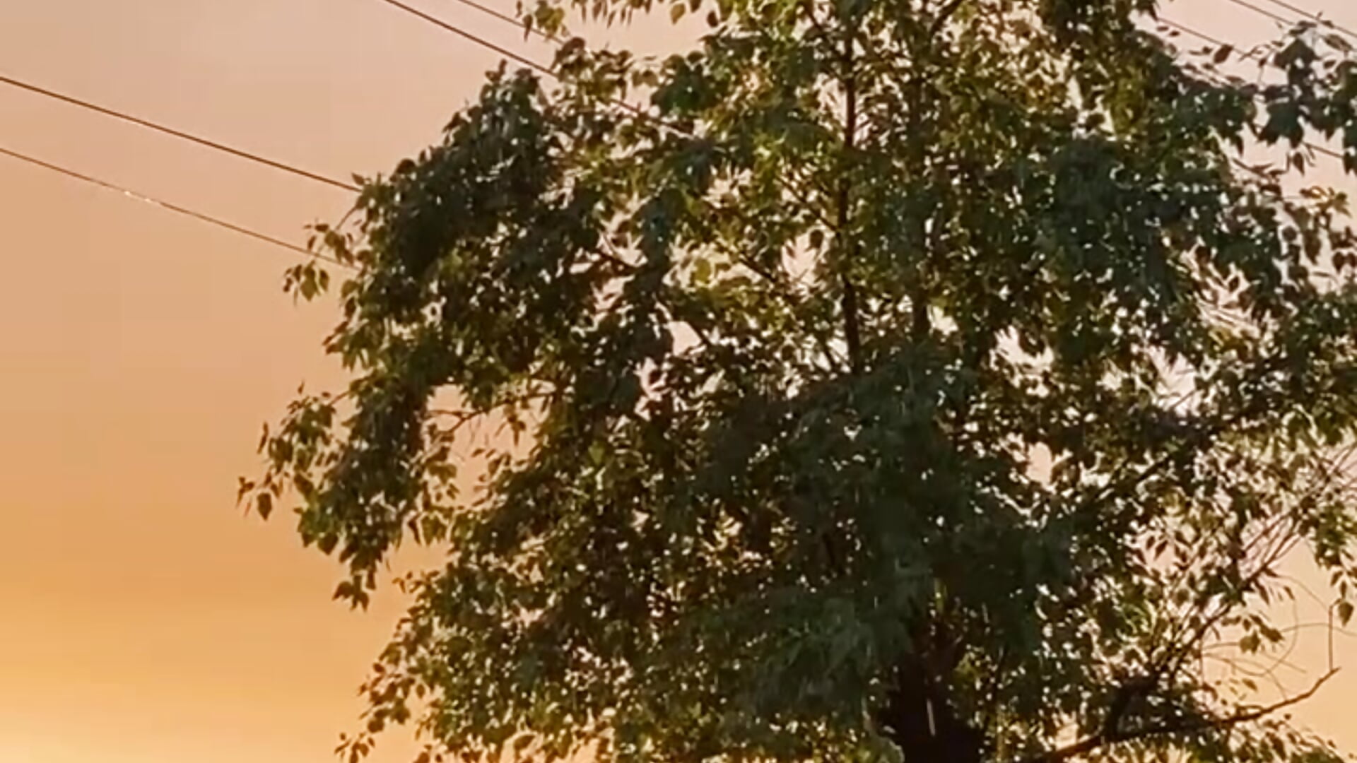 Warm summer rain. - Touch_And_Run  主播的视频
