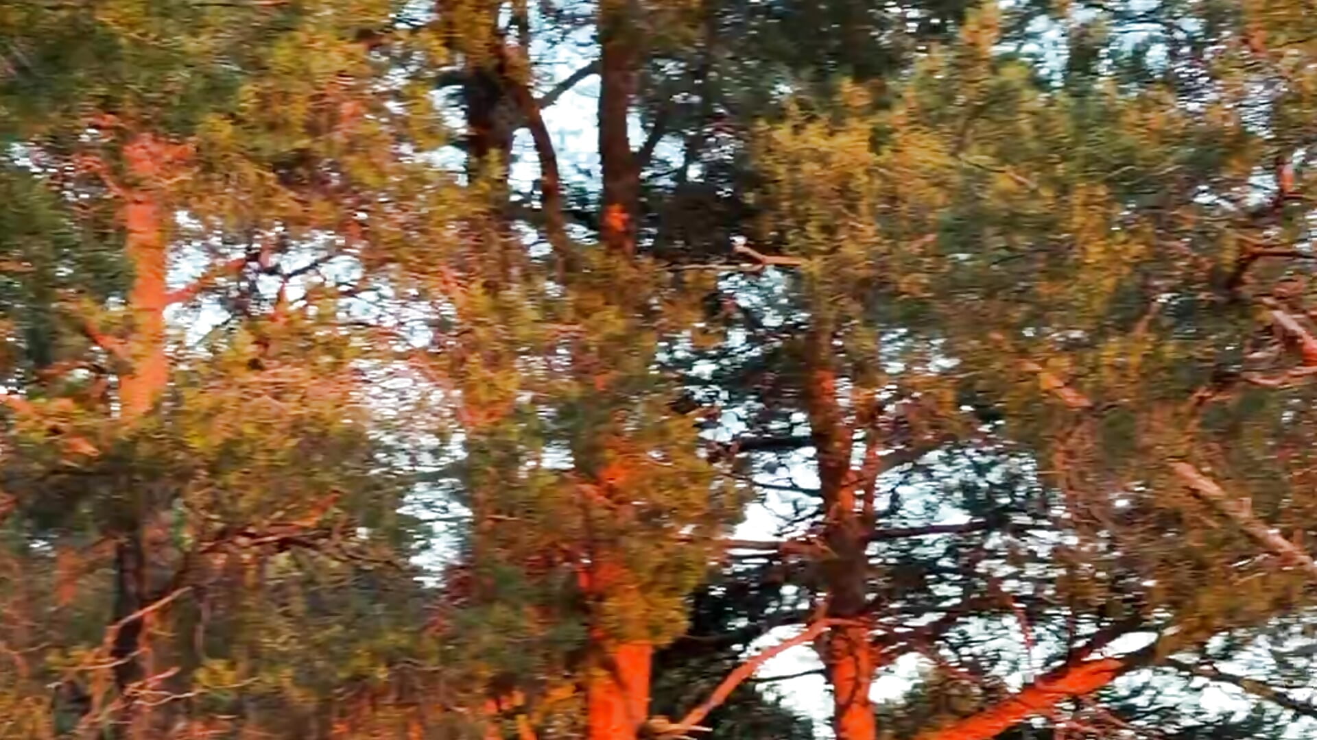 Do you smell that scent of pine needles?😏 - Touch_And_Run主播的视频