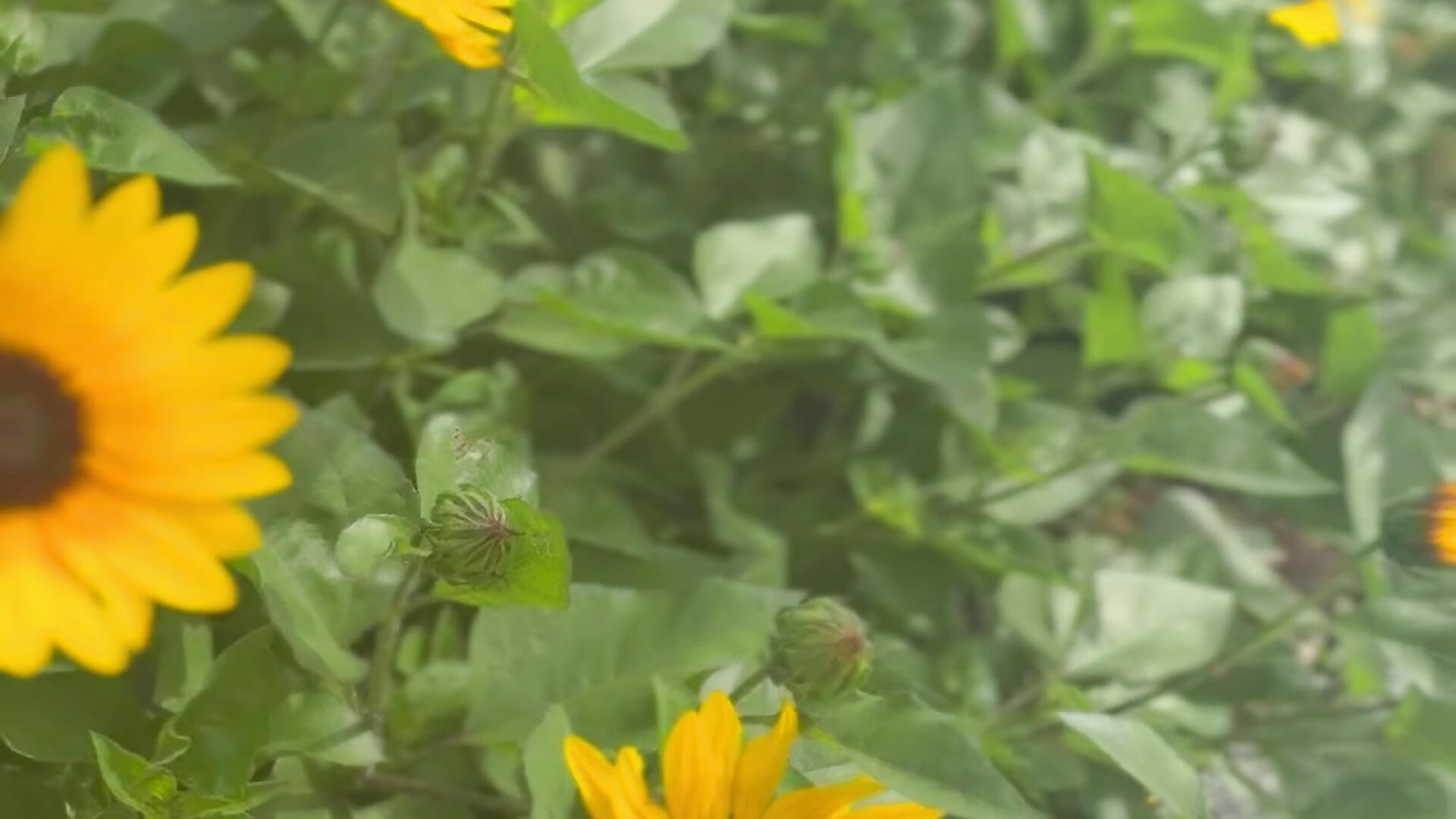 IMG_1192－カメラキャストのmii__tanの動画