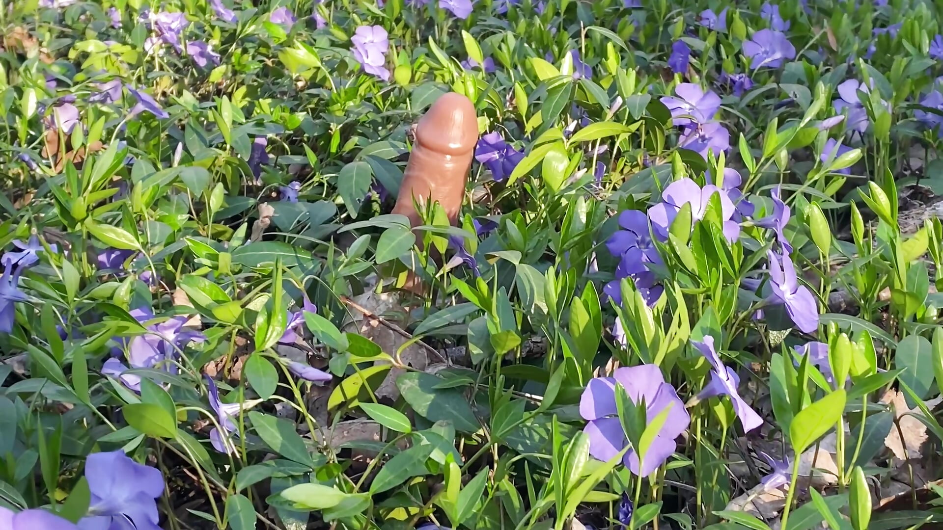 🍄 - video av wildforestmuse_ cam-modell