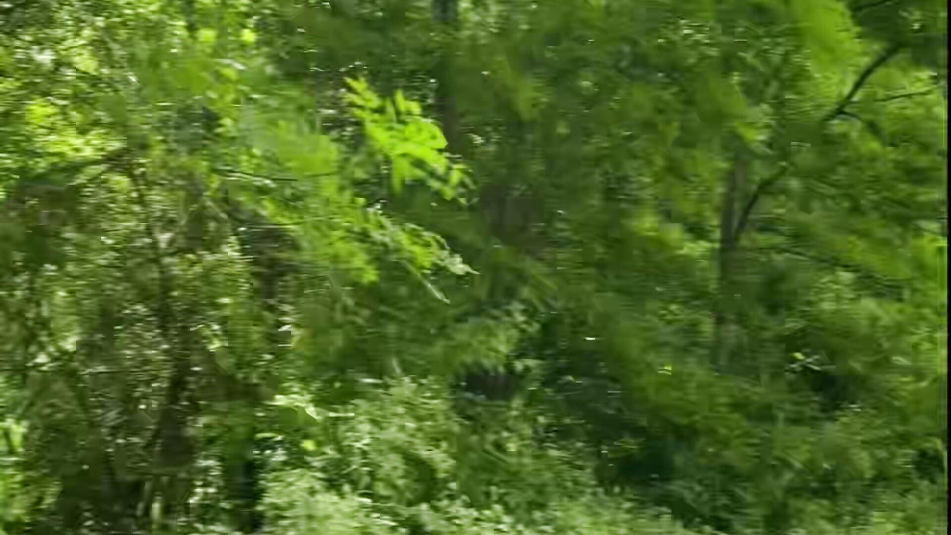 my way home to the forest - video av wildforestmuse_ cam-modell