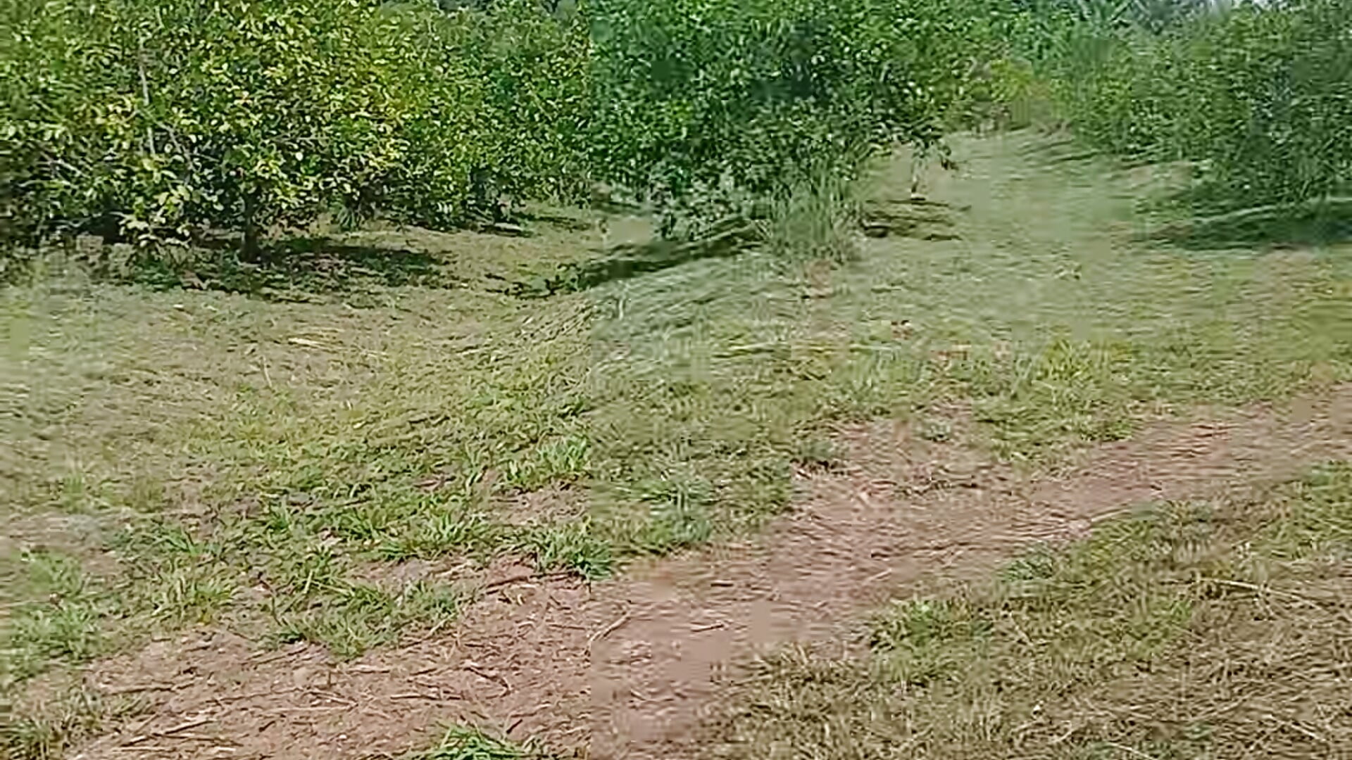 Esteban - video oleh model kamera Este2024