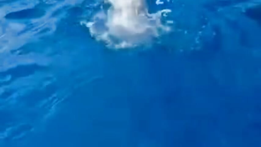 Pool Day 🥰💋 - فيديو من NathyFerrer موديل الكام