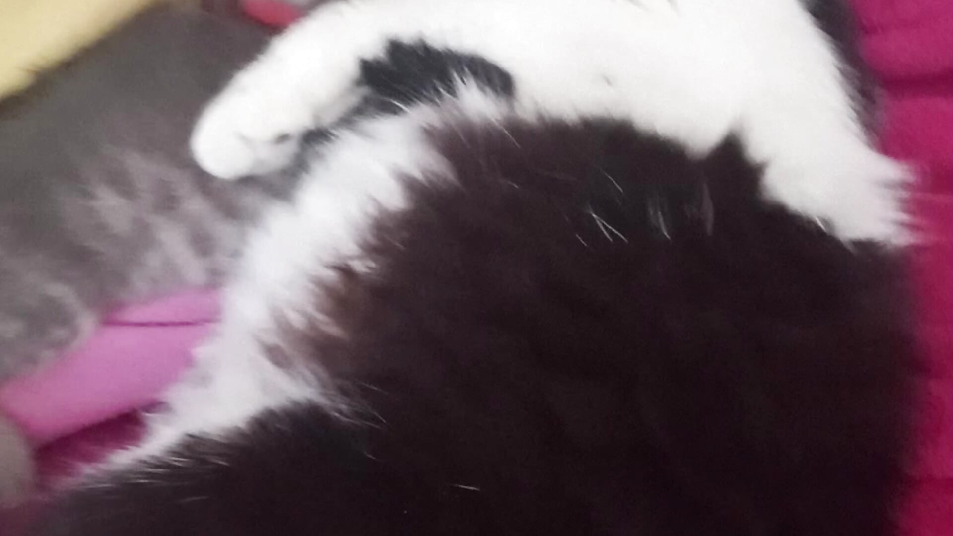 My beautiful sons Draco and Nagato - Video von RyanyMax Cam-Model