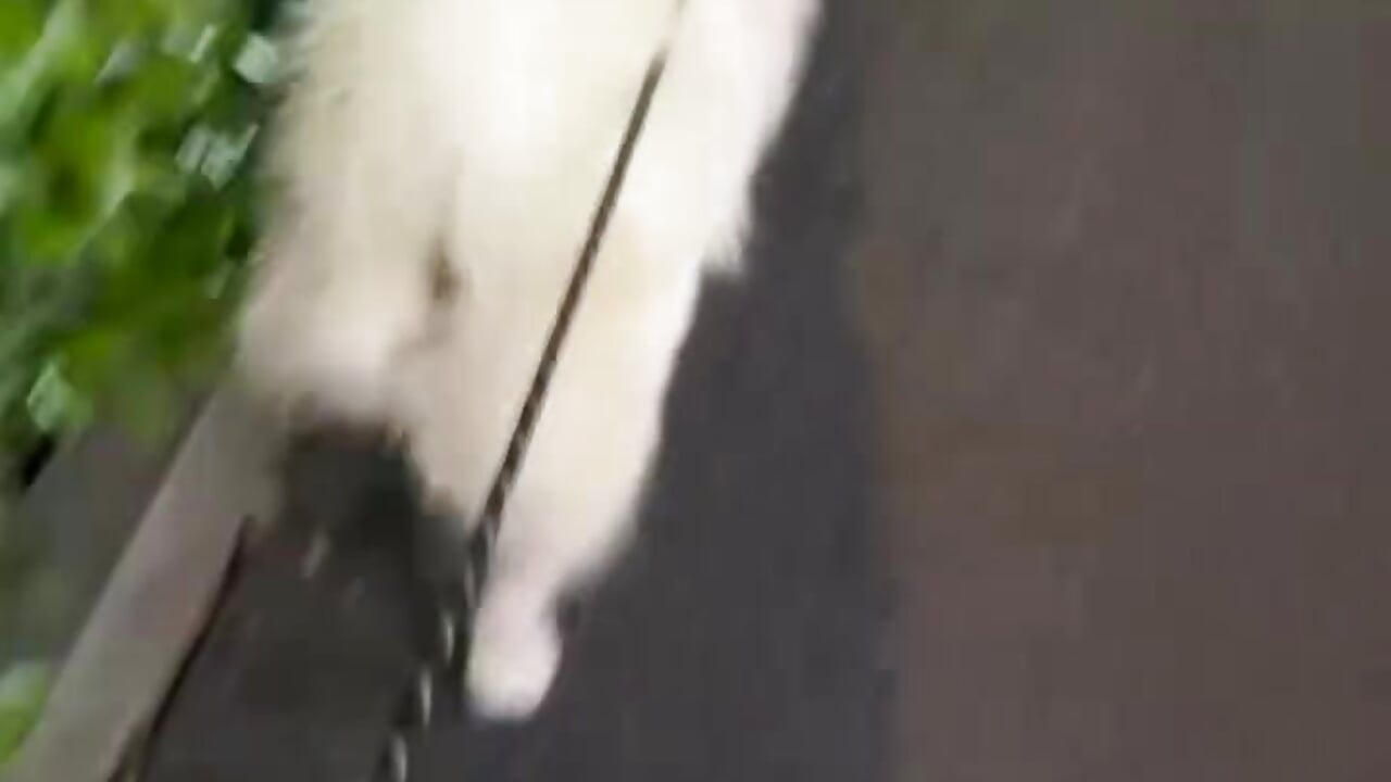 小狗 - ক্যাম মডেল Yoyo33355-এর ভিডিও