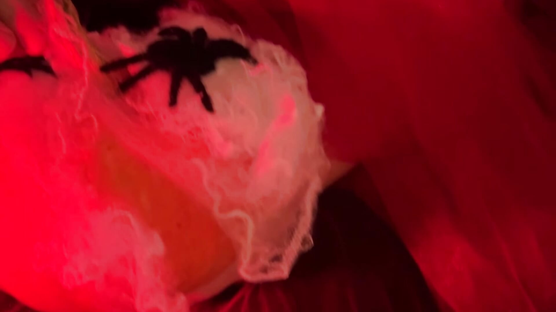 🎃🎃 Happy Halloween 🎃🎃 – video od webkamerové modelky OliviaTwens
