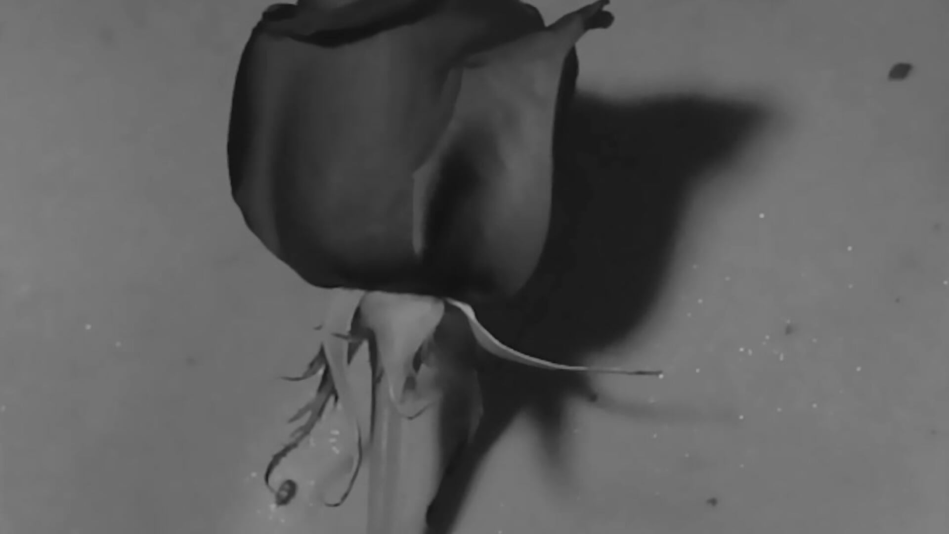 black and white - video van Susan_Pussy cam-model