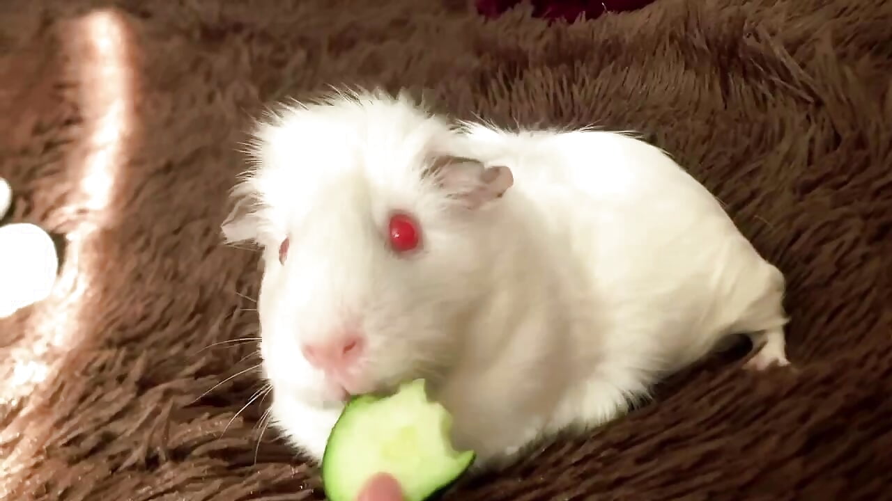 Weekdays with a Guinea pig are wonderful, I adore her.🌷💖 - відео від вебкаммоделі EvaEverly