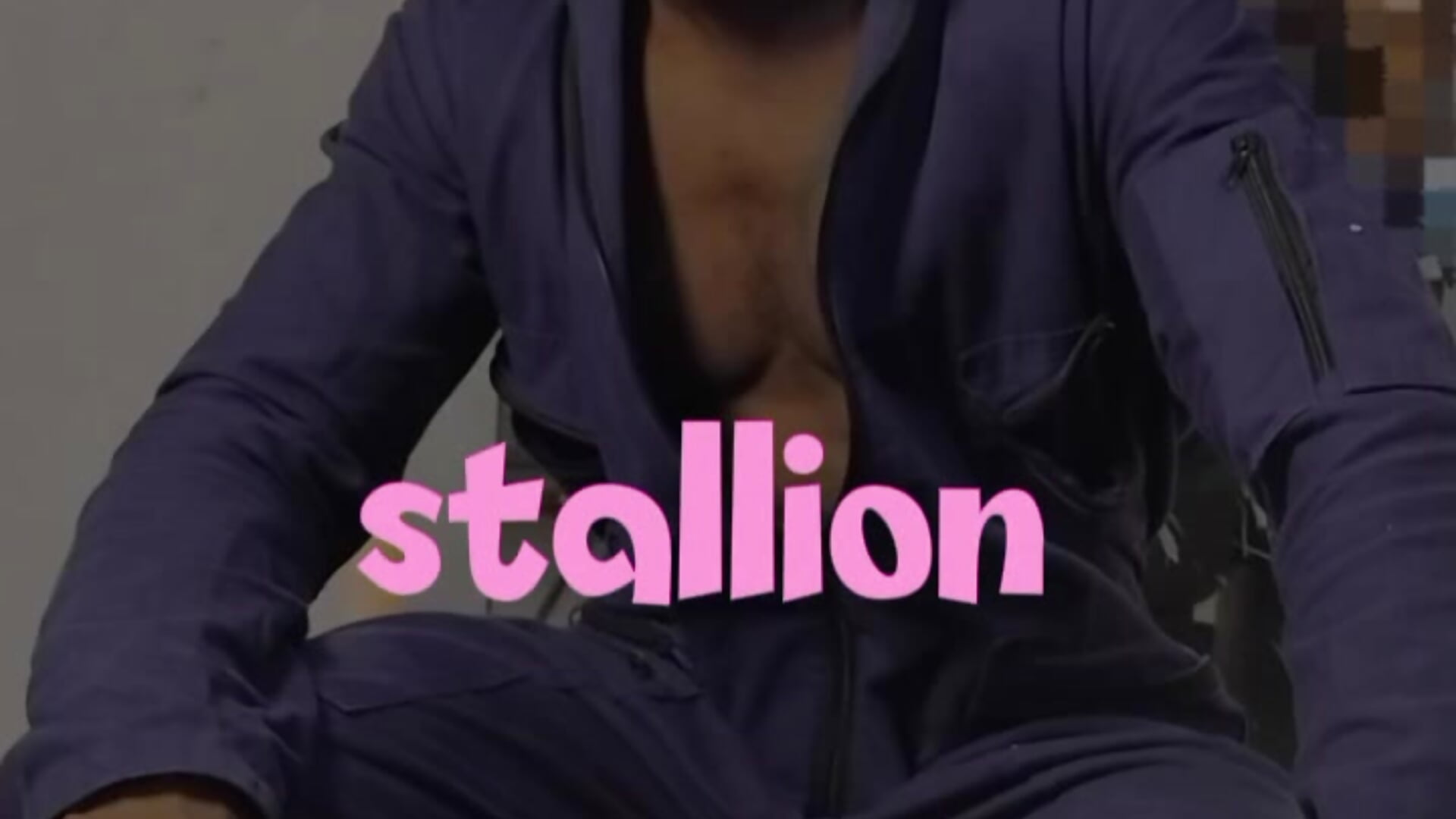 Stallion