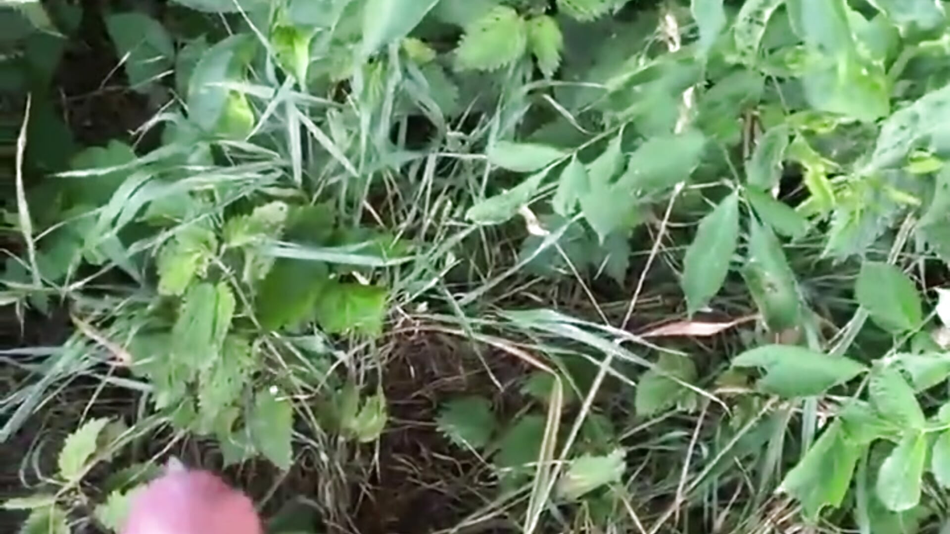 Cumshot outdoor－カメラキャストのmrnordcockの動画