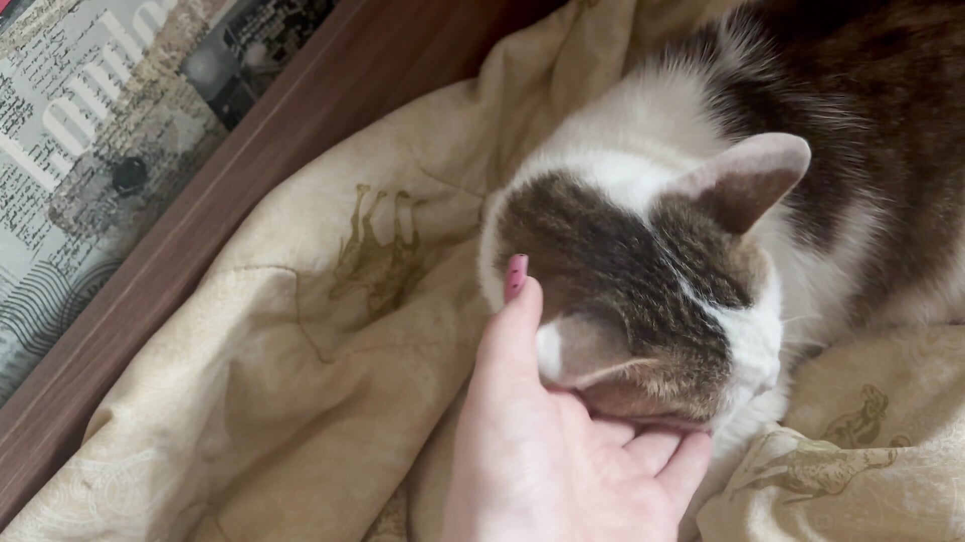 This is my cat Julien - video di Jennifer_Broccoli modella di cam