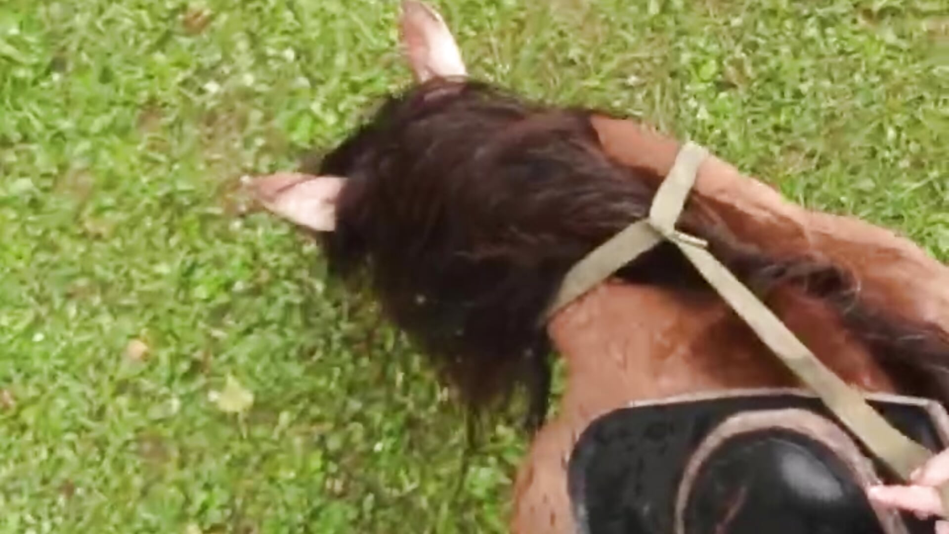 horse riding - vidéo du modèle de showcams JayneHazelton