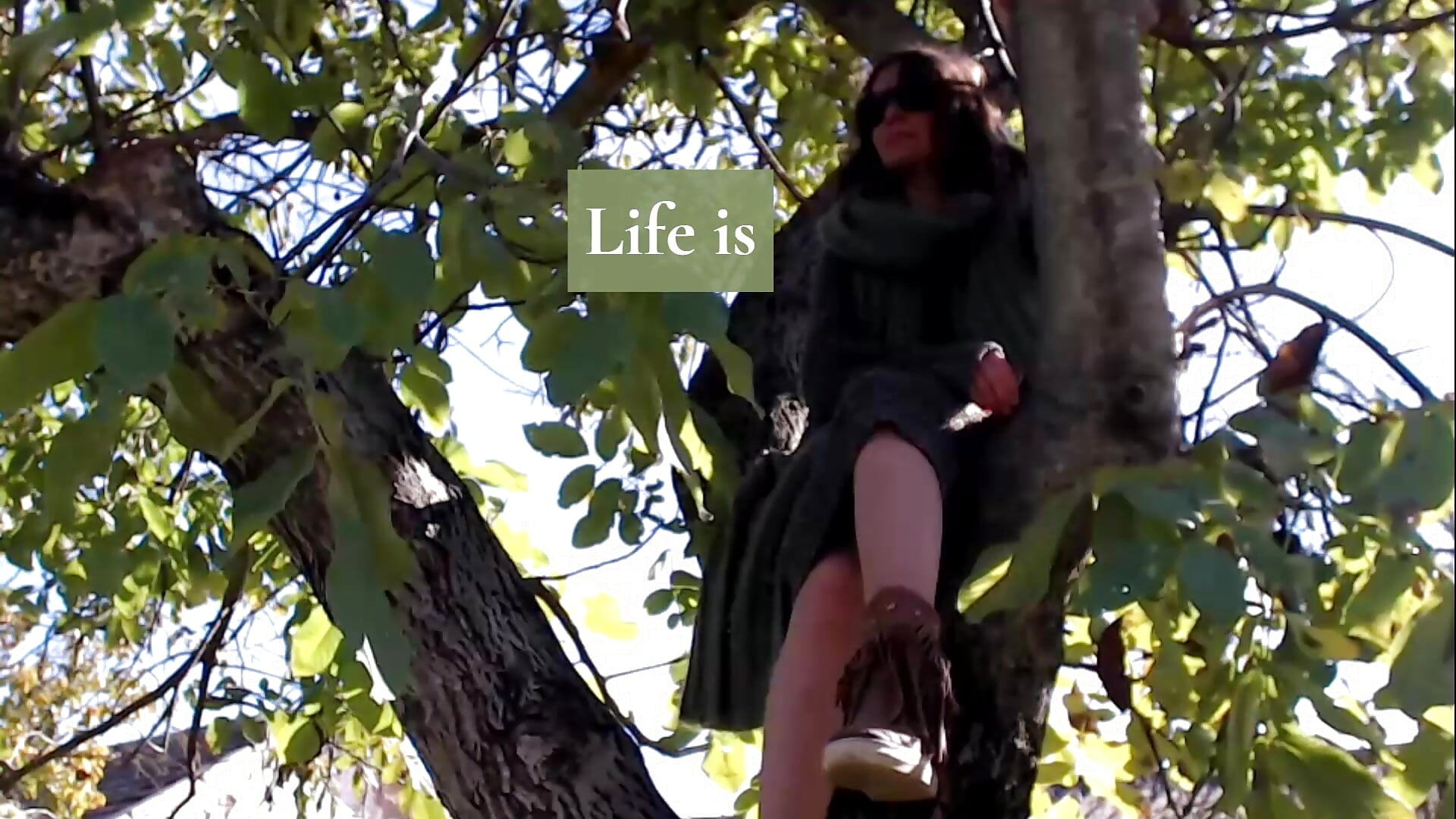 Life is sitting in a tree