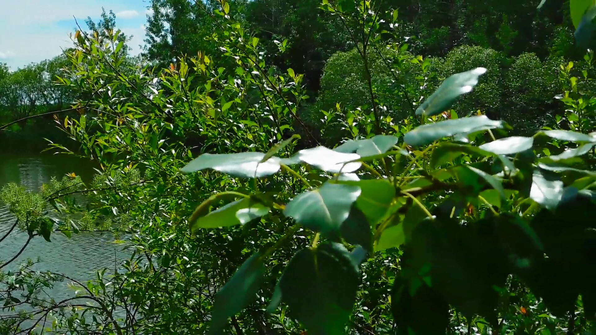Nature Beauty – video af engineerfucker cam-model
