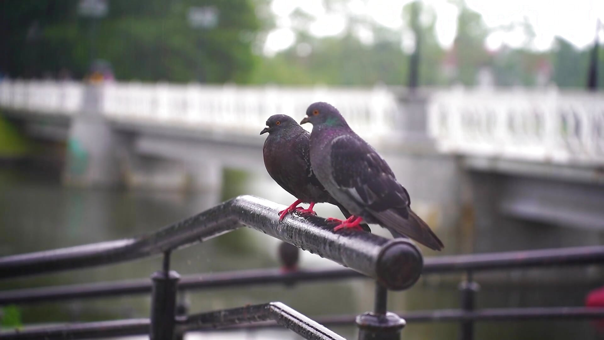 A Walk in the Rain🤍 - Vídeo de AnneAvelin, modelo de vídeos