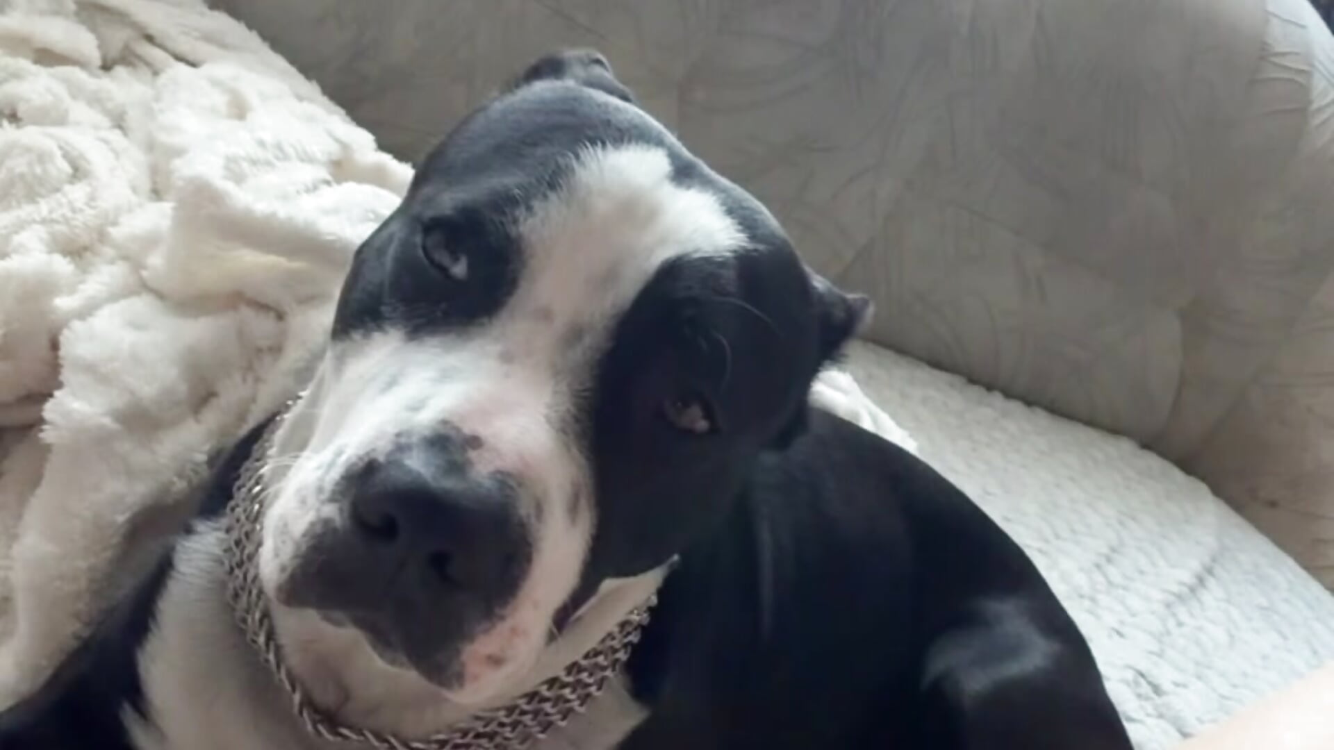 Face Sirius when I eat - video di venommumiya modella di cam