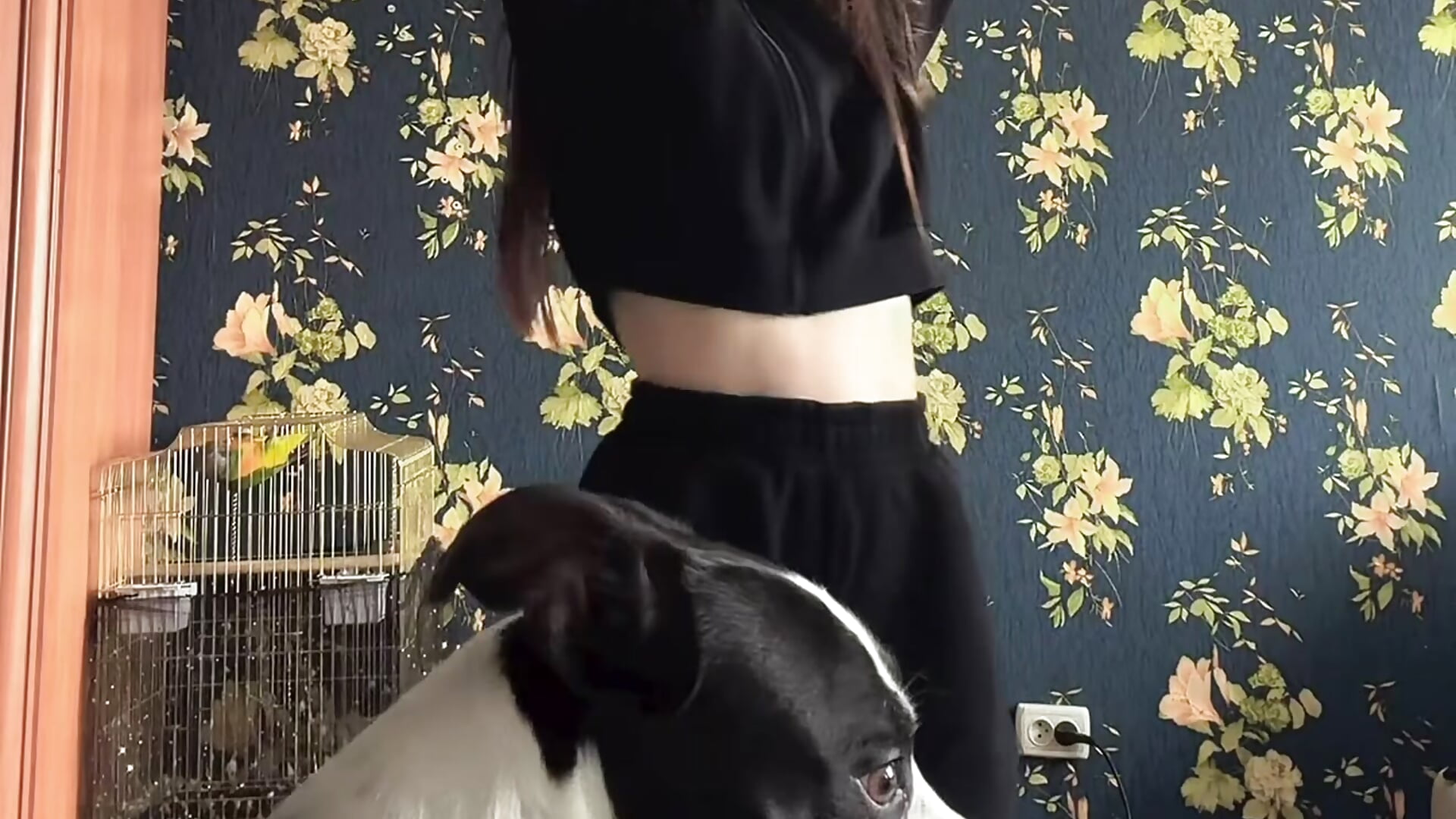 🙈💃🐶