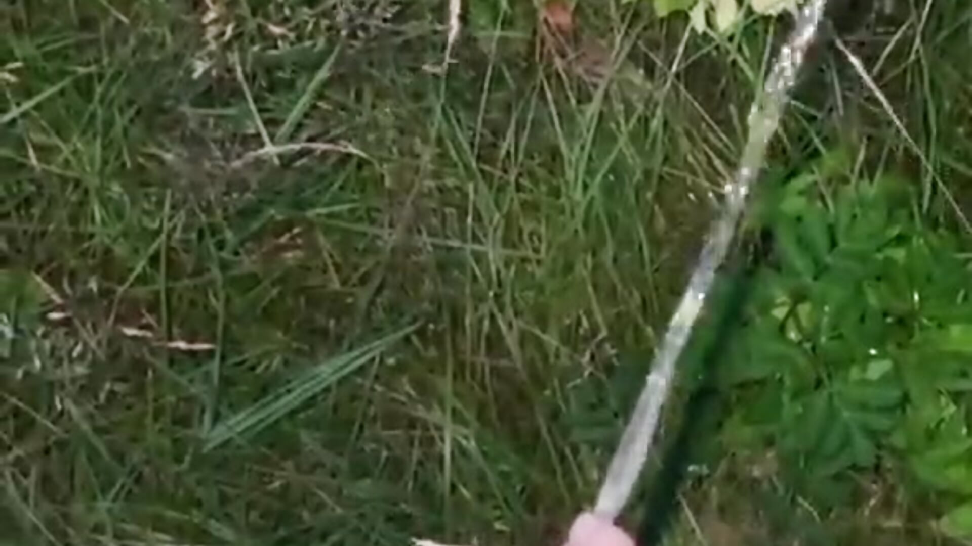 golden in nature - Video von Gacky98 Cam-Model