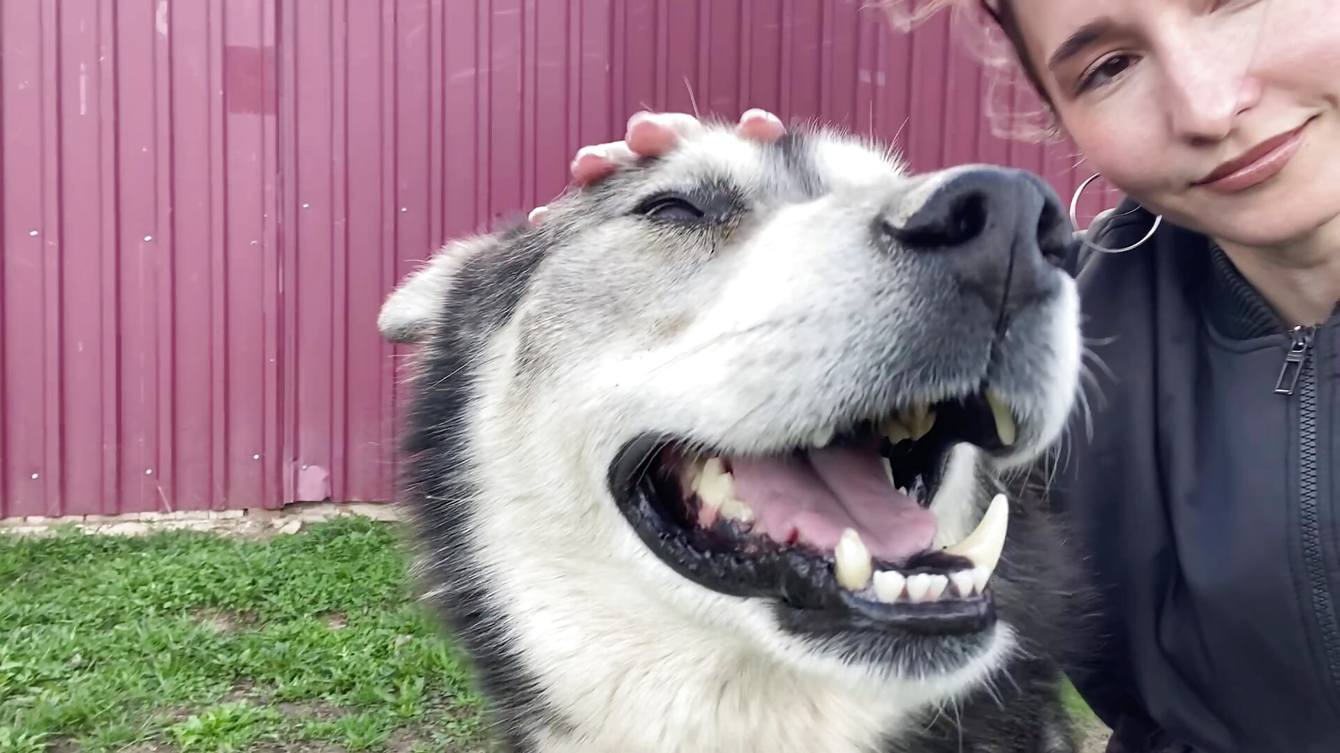 🐾Me and husky 🐾 – video af LizaMoon__ cam-model