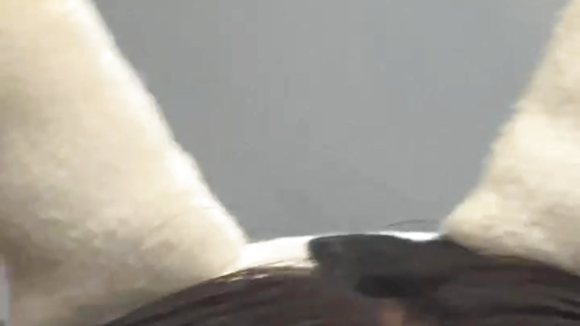 Muu🐮 – video af Val_Chaos