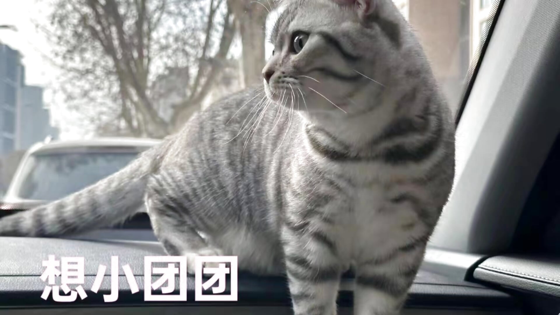 My little kitten, Tuantuan – video od webkamerové modelky asurname